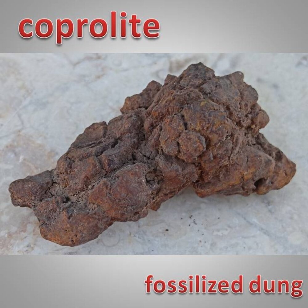 coprolite fossilized dung 02 fossil